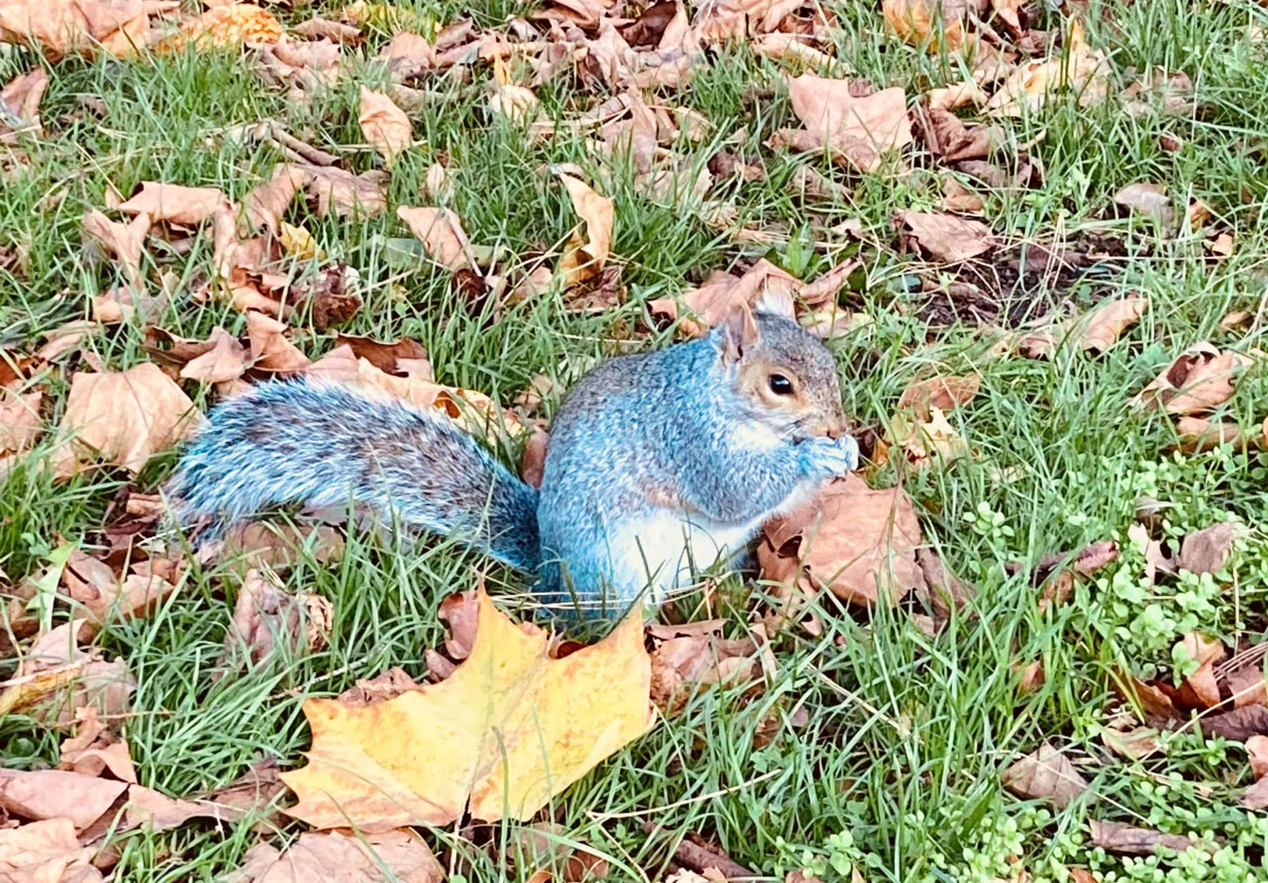 https://www.dalpest.co.uk/wp-content/uploads/Autumn-Squirrel-scaled.jpg