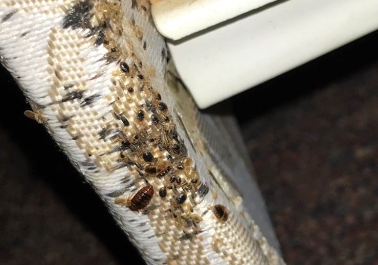 Bed Bug Exterminator Baltimore Services