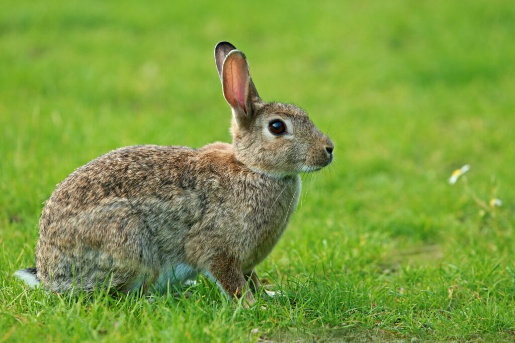 Rabbit Pest Control Services | DALPEST Pest Solutions